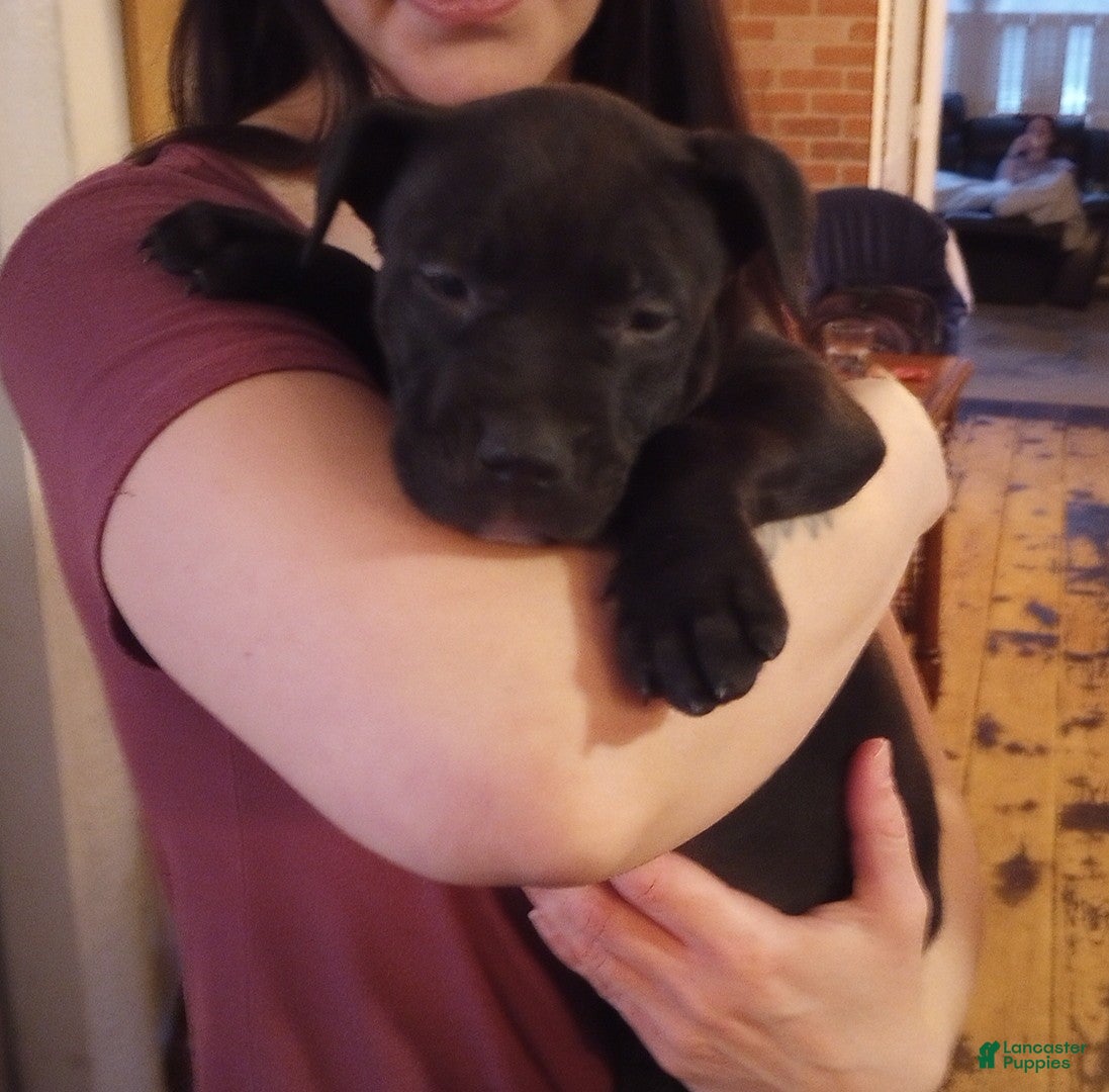 American Bully dogs Jordan Burroughs - Ad 32