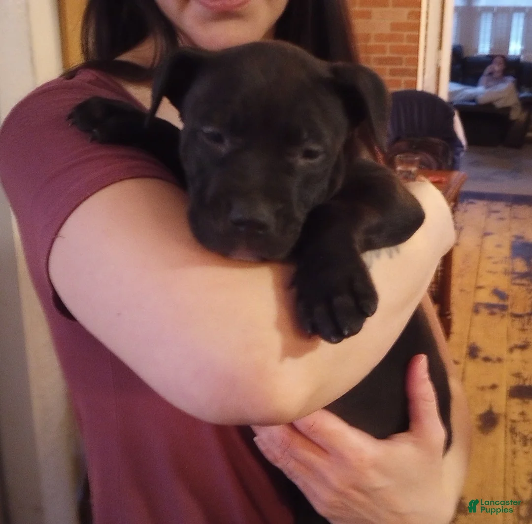 American Bully dogs for sale: Jordan Burroughs - Ad 1