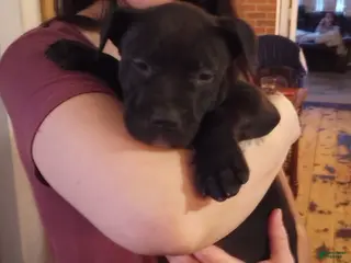 American Bully dogs Jordan Burroughs - Ad 2