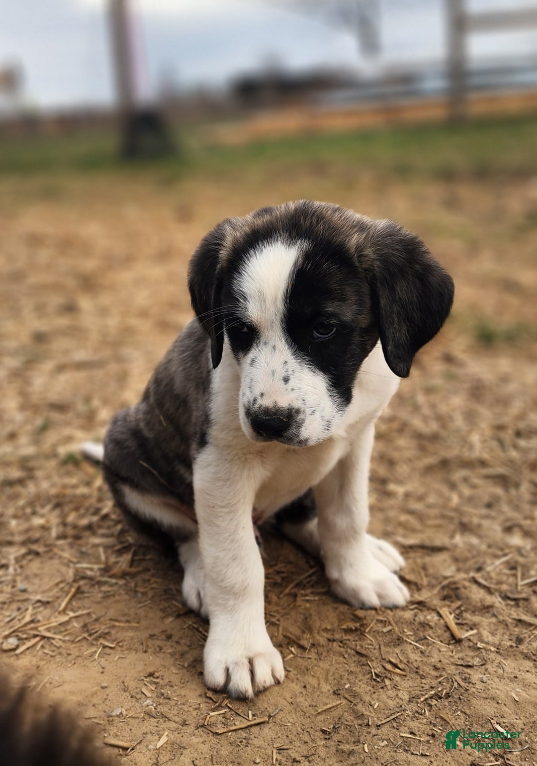 Anatolian Shepherd dogs for sale: AKC Blue 2025 M2 ASD puppy - Ad 12