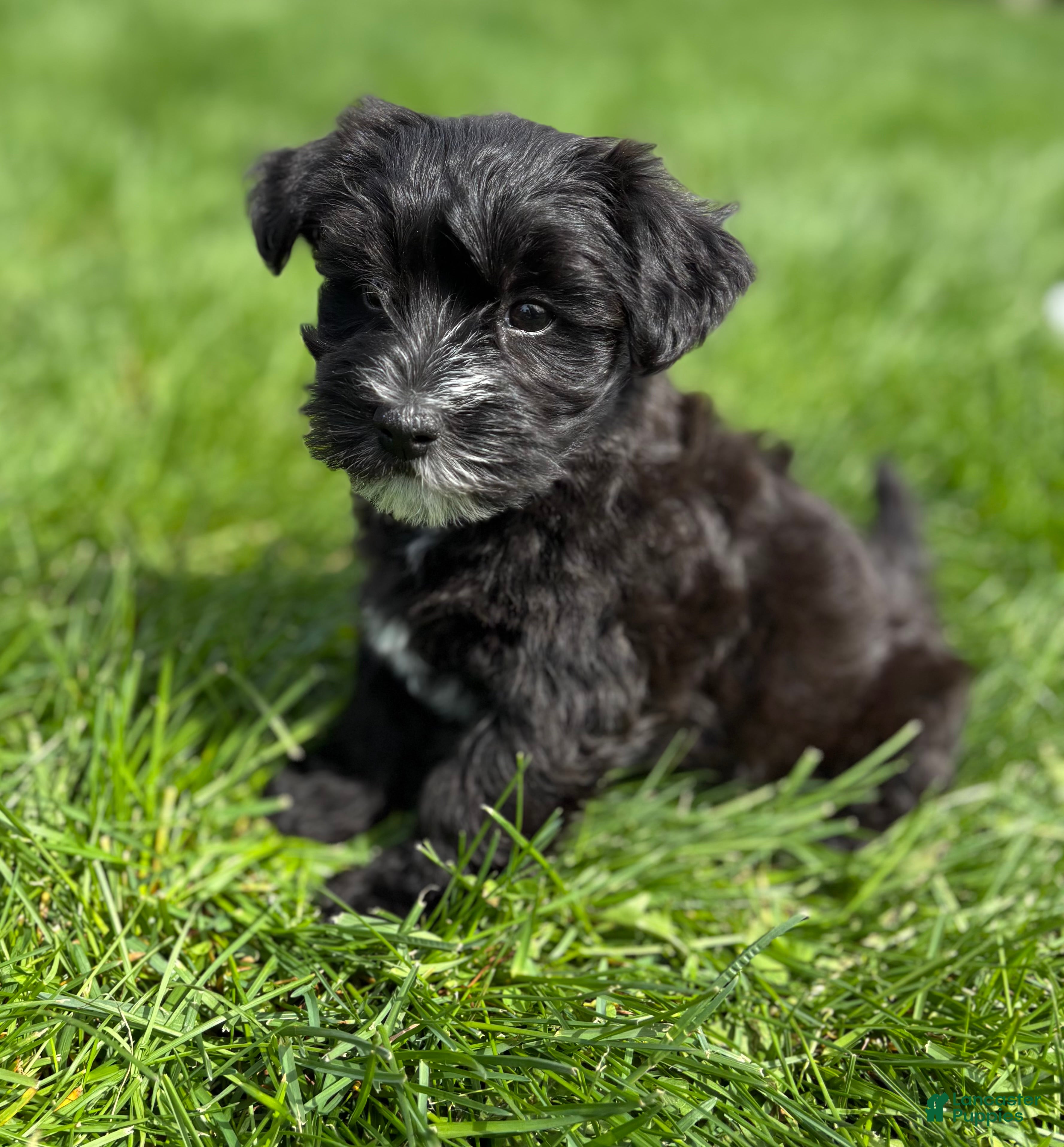 Morkie dogs D'Lynn - Ad 2