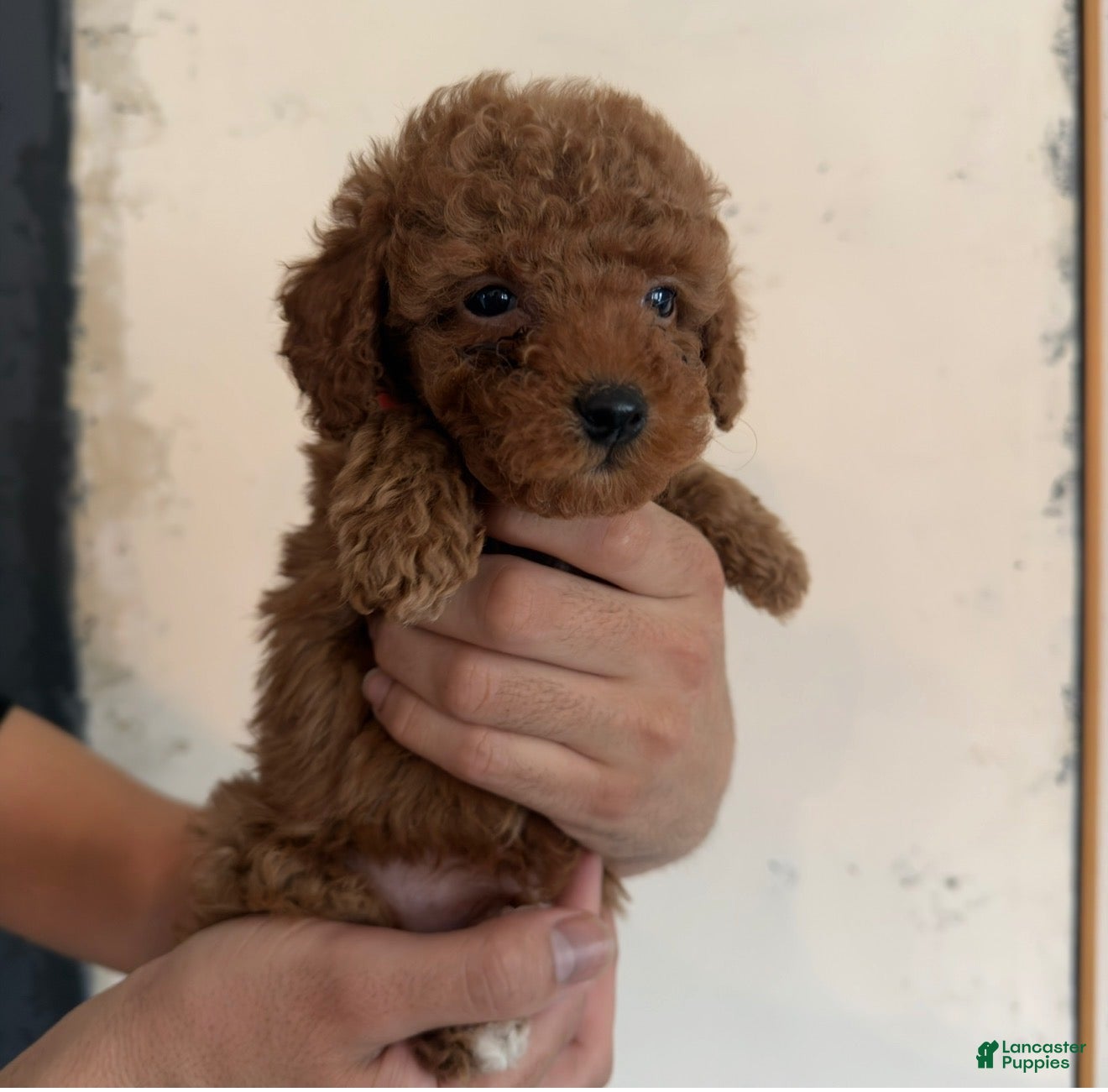 Toy Poodle dogs for sale: Toy Poodle 1 - Ad 1