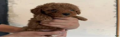 Toy Poodle 1