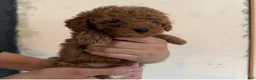 Toy Poodle dogs for sale: Toy Poodle 1 - Ad 1