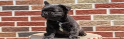 French Bulldog dogs for sale: Emmy - Ad 13