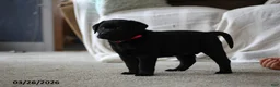 Labrador Retriever dogs for sale: Blessing - Ad 8