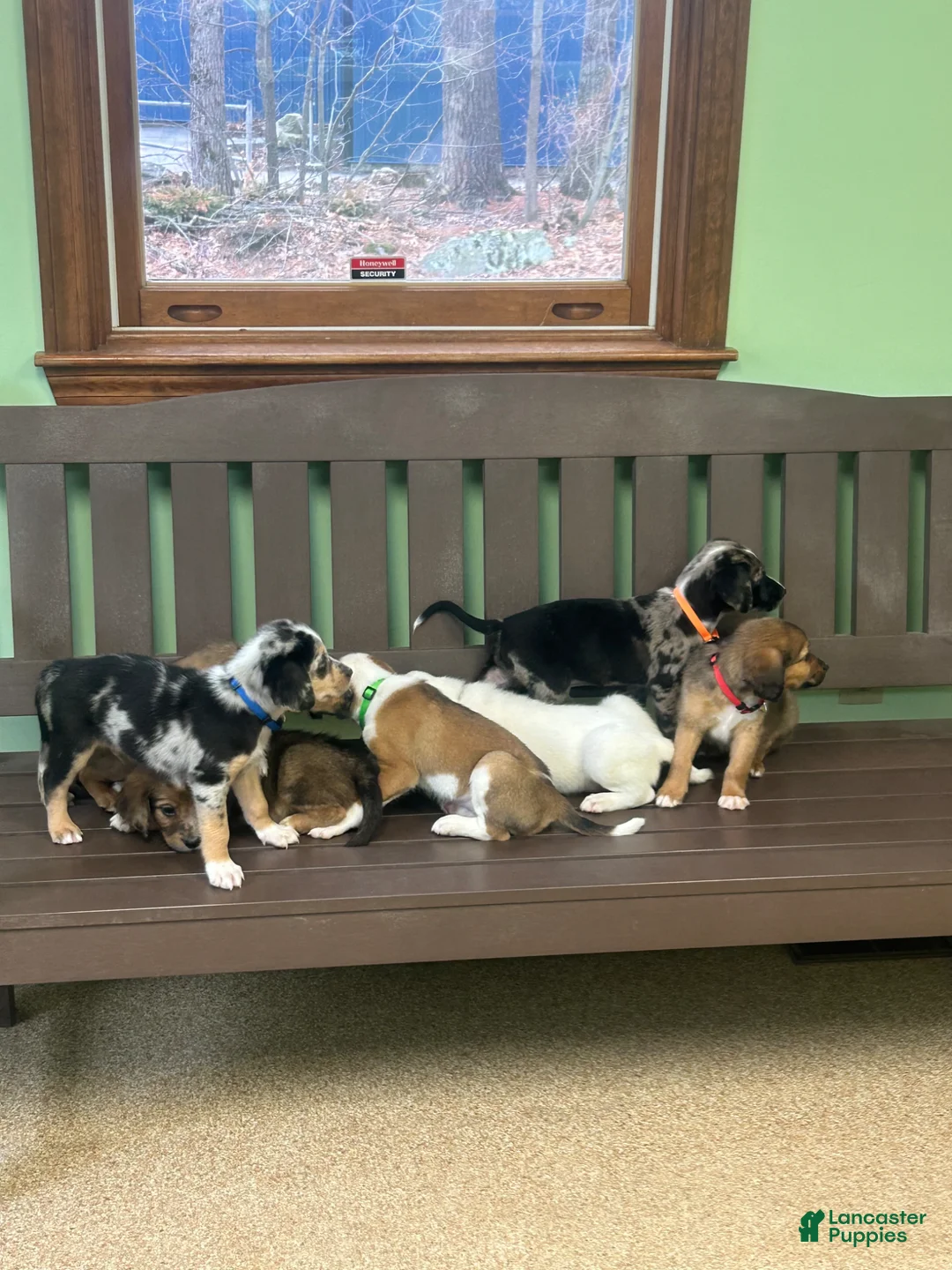 Mixed Breed dogs for sale: Mixed Breed Puppy 1 - Ad 3