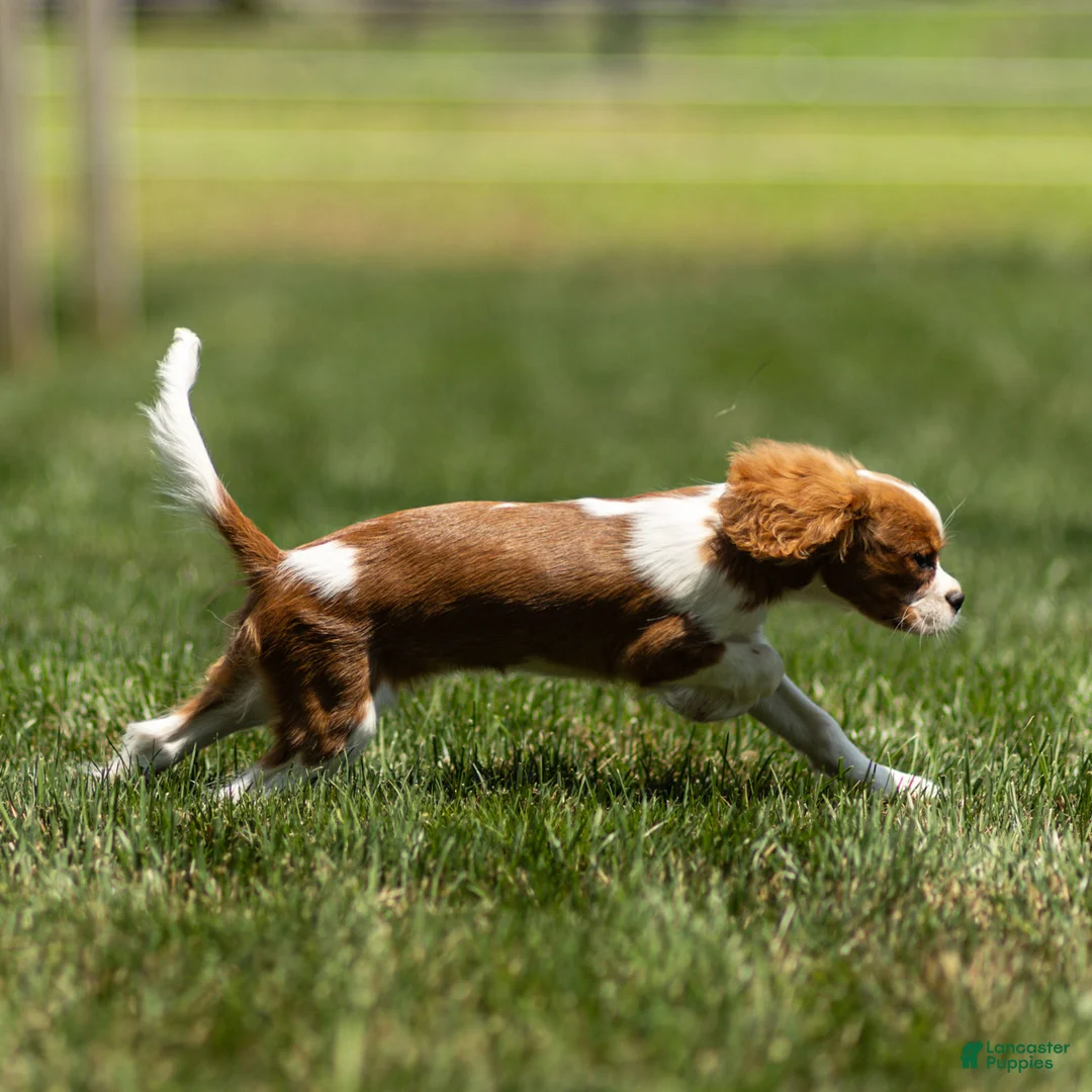 Cavalier King Charles Spaniel dogs for sale: Allen Cavalier King Charles Spaniel Puppy  - Ad 2