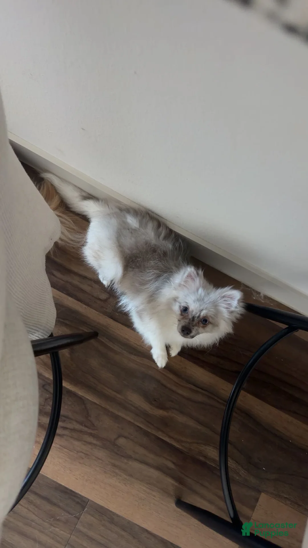 Pomeranian dogs for sale: Violet - Ad 2