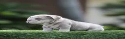 English Bulldog dogs for sale: English Bulldog Puppy 1 - Ad 2