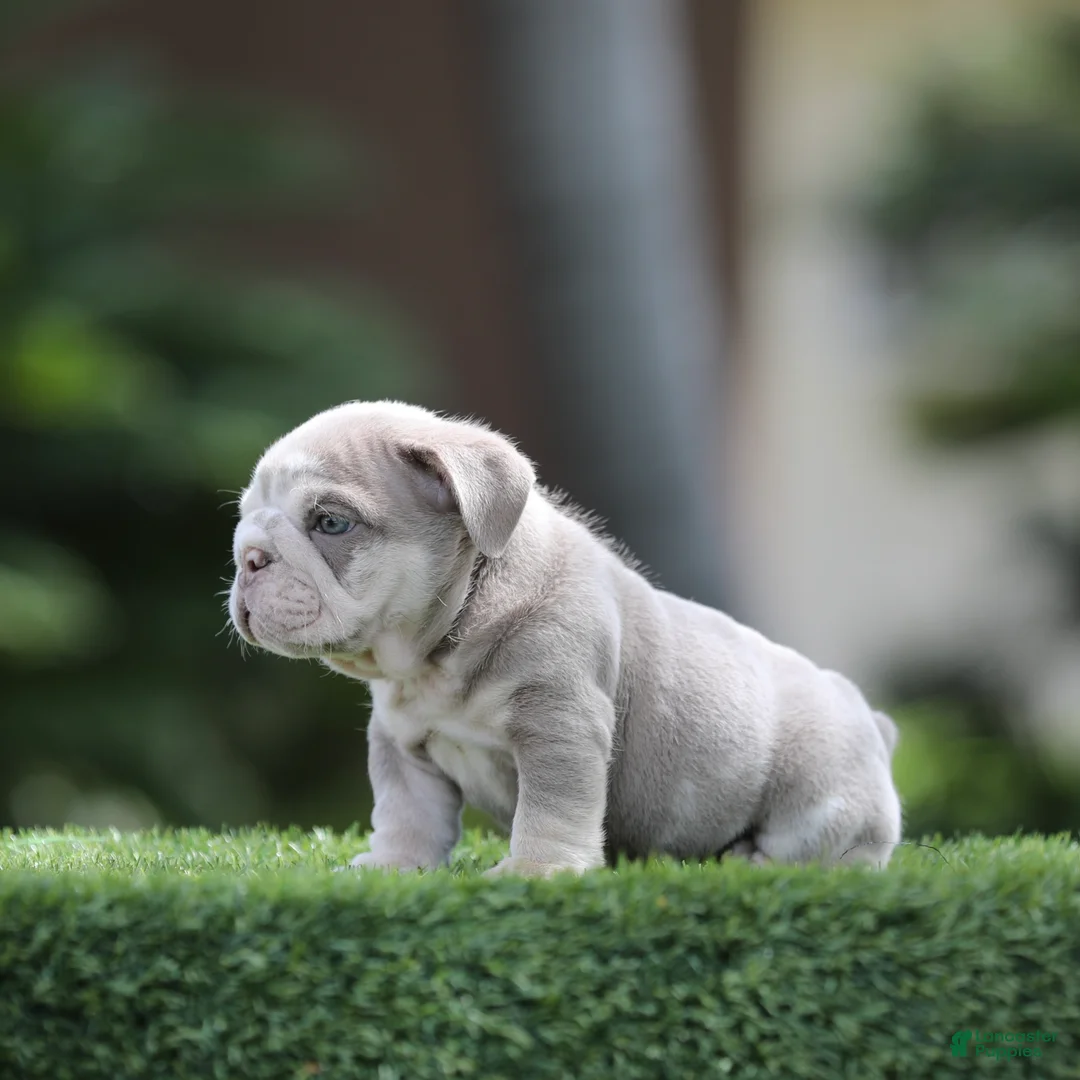 English Bulldog dogs for sale: English Bulldog Puppy 1 - Ad 2