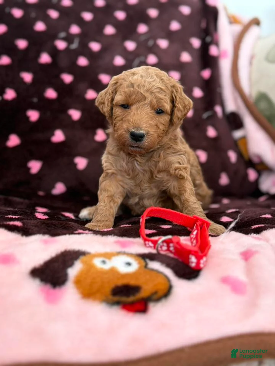 Mini Goldendoodle dogs for sale: Red Collar girl - Ad 3