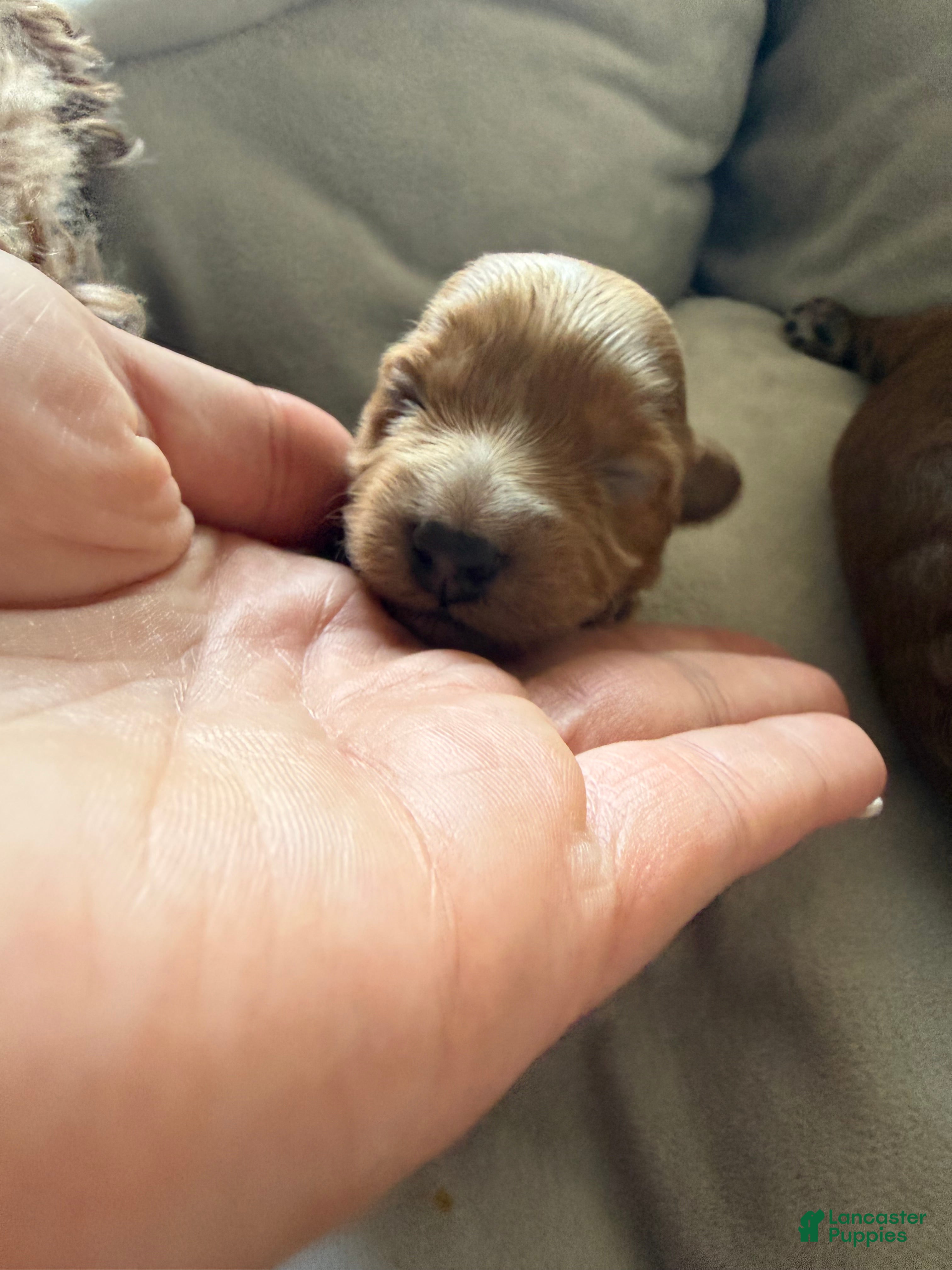 Miniature Poodle dogs Miniature Poodle 2 - Ad 21