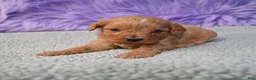 Cavapoo dogs for sale: Cavapoo 6 - Ad 20