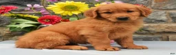 Golden Retriever dogs for sale: Tyson SPECIAL - Ad 3