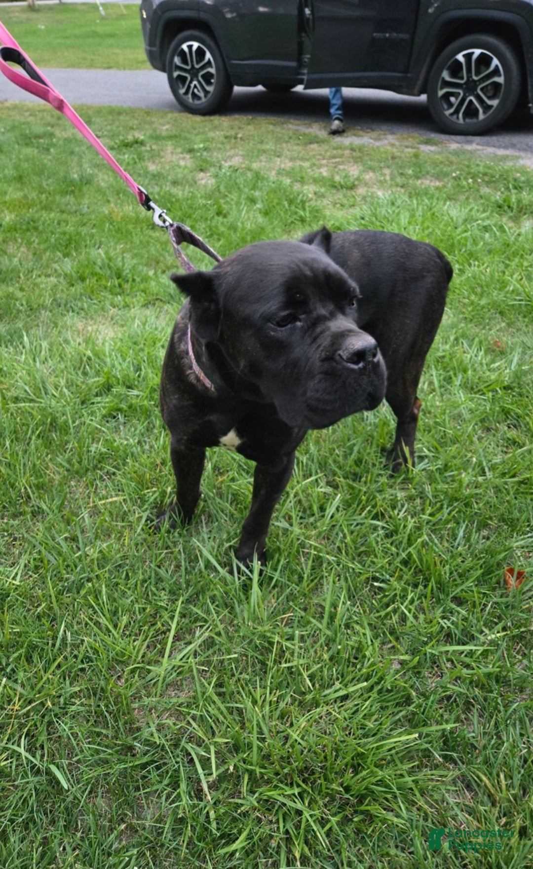 Cane Corso dogs for sale: Cane Corso Puppy 1 - Ad 8