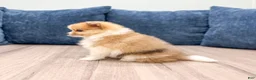 Pomeranian dogs for sale: Dolly - Ad 5
