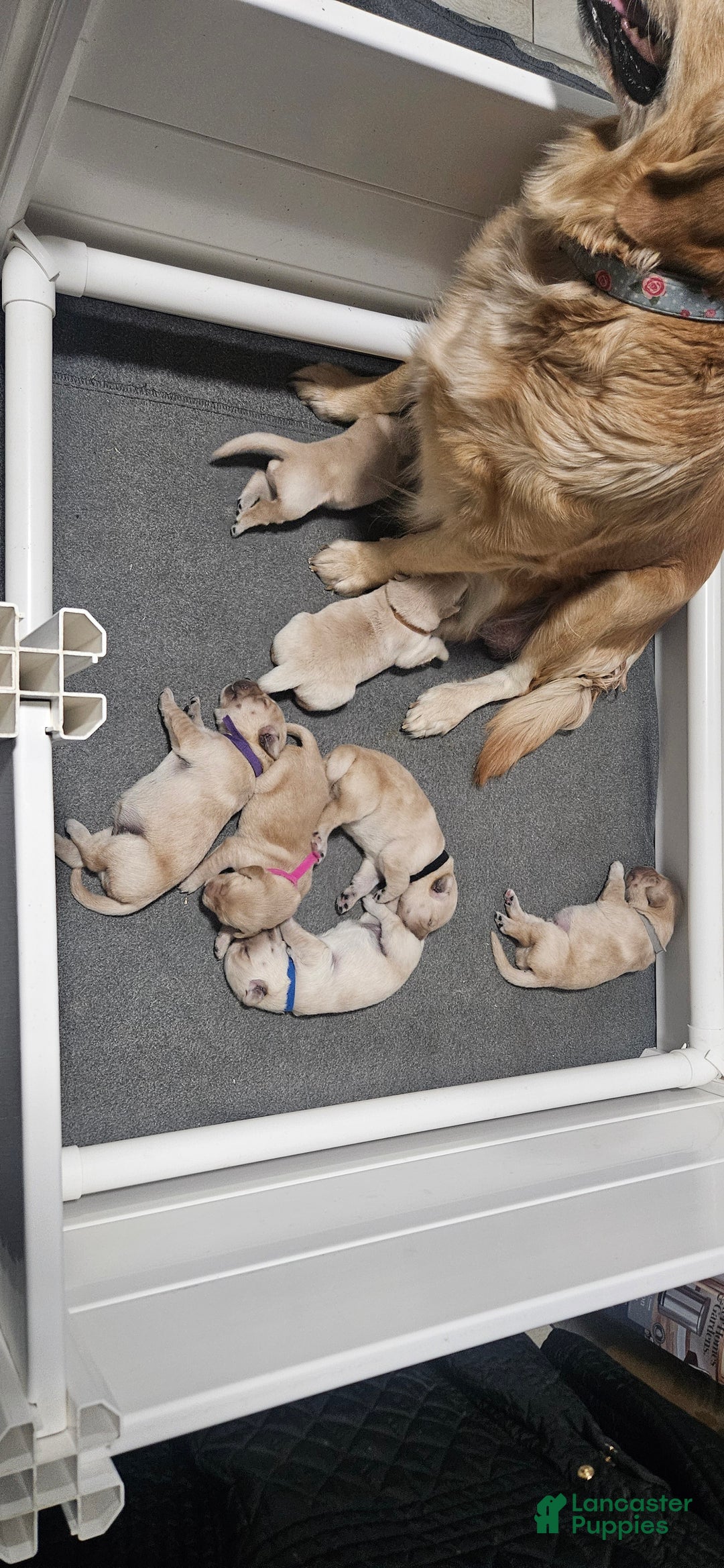 Golden Retriever dogs for sale: Pink - Ad 7