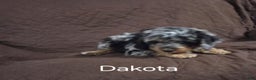 Cockapoo dogs for sale: Dakota - Ad 4