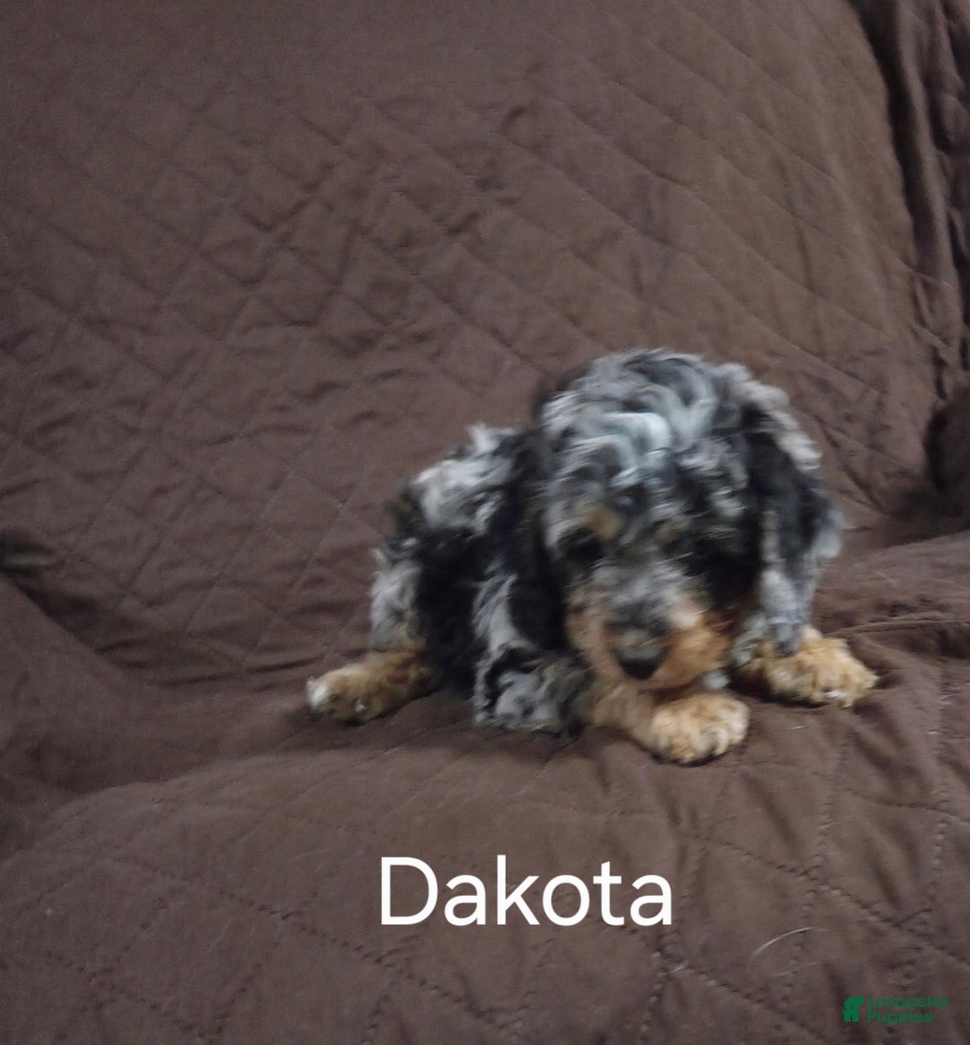 Cockapoo dogs for sale: Dakota - Ad 4