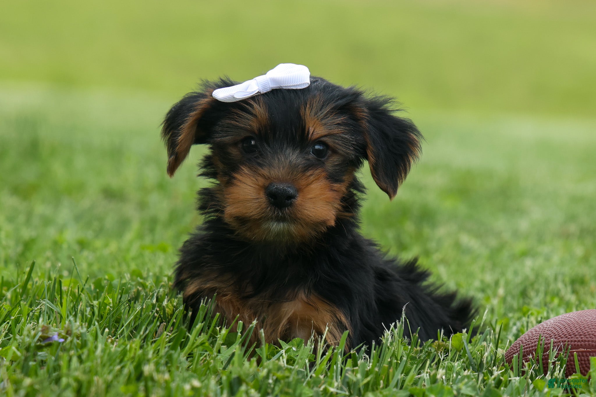 Yorkshire Terrier dogs  Bowie 🐶✨ - Ad 1