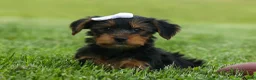 Yorkshire Terrier dogs for sale:  Bowie 🐶✨ - Ad 1