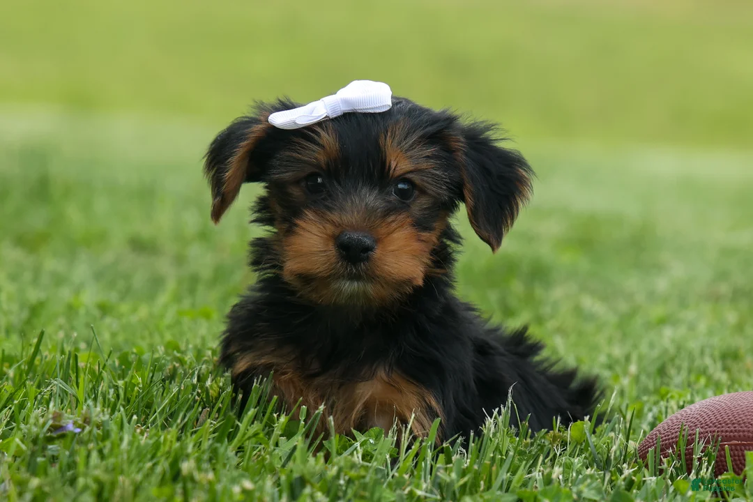 Yorkshire Terrier dogs for sale:  Bowie 🐶✨ - Ad 1