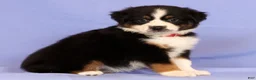 Miniature Australian Shepherd dogs for sale: Daisy - Ad 4