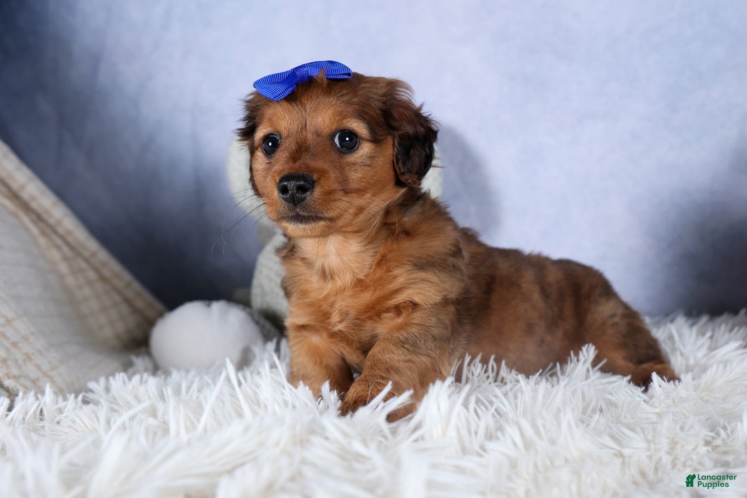Miniature Dachshund dogs for sale: Jasper - Ad 35