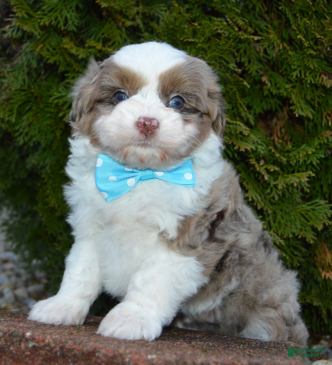 Mini Aussiedoodle dogs for sale: Toy Ace - Ad 12