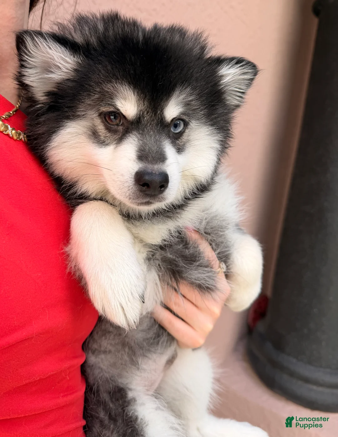 Pomsky dogs for sale: Patriot - Ad 2