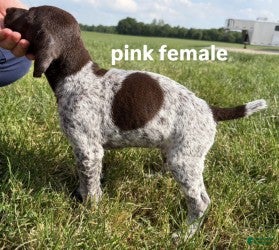 German Shorthaired Pointer dogs Pink Female - Ad 1