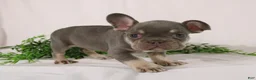 French Bulldog dogs for sale: Leo  - Ad 3