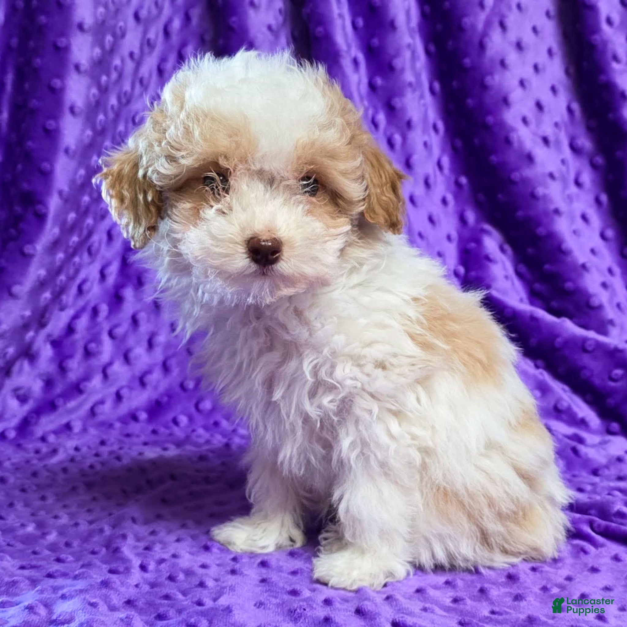 Standard Poodle dogs Elvis - Ad 2