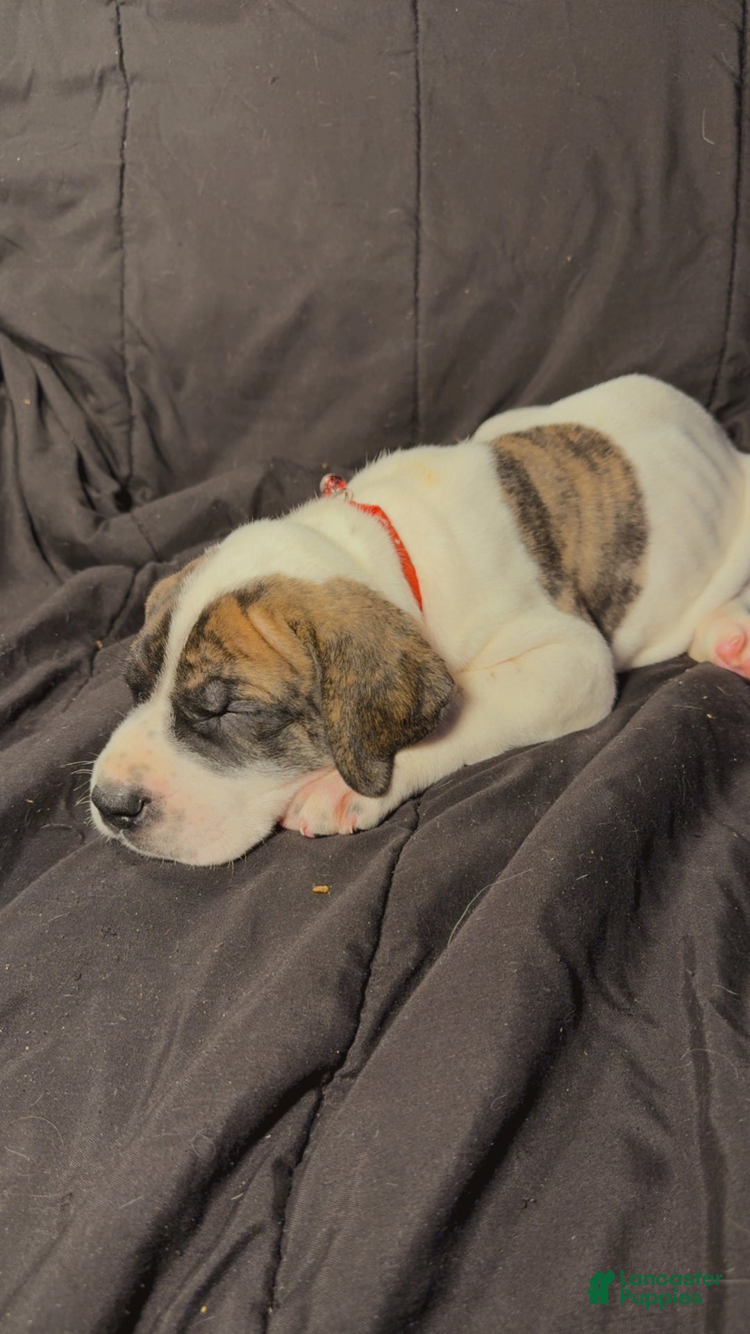 Great Dane dogs for sale: Howard - Ad 9