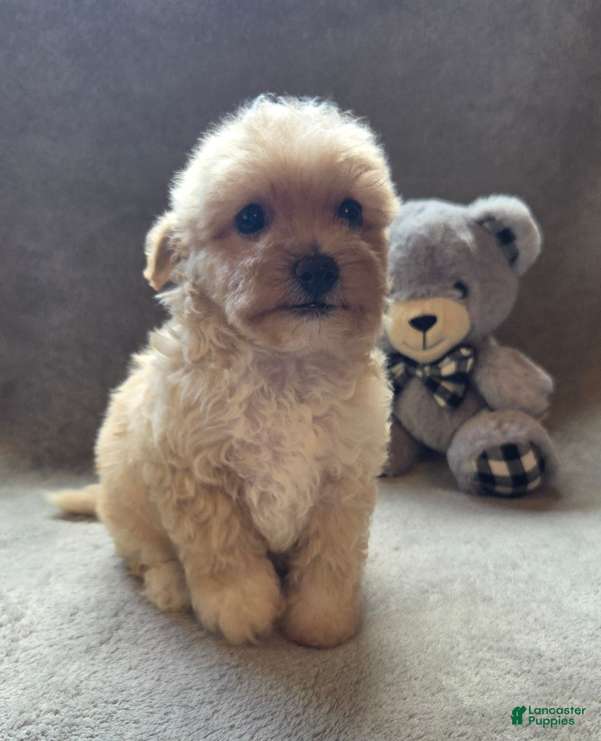 Maltipoo dogs Jackson - Ad 1