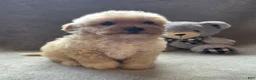 Maltipoo dogs for sale: Jackson - Ad 1