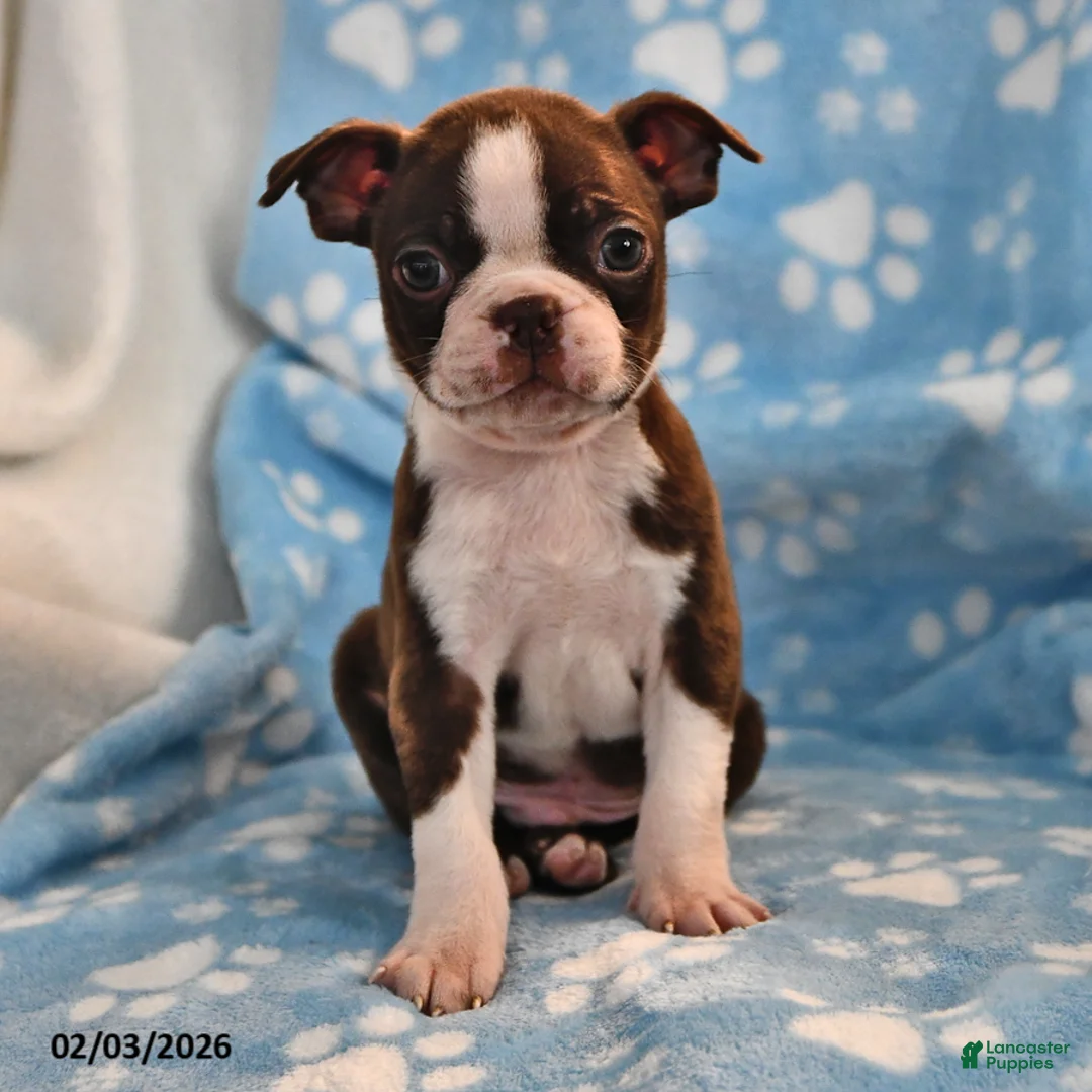 Boston Terrier dogs for sale: Jordan - Ad 1