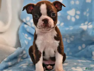 Boston Terrier dogs Jordan - Ad 2