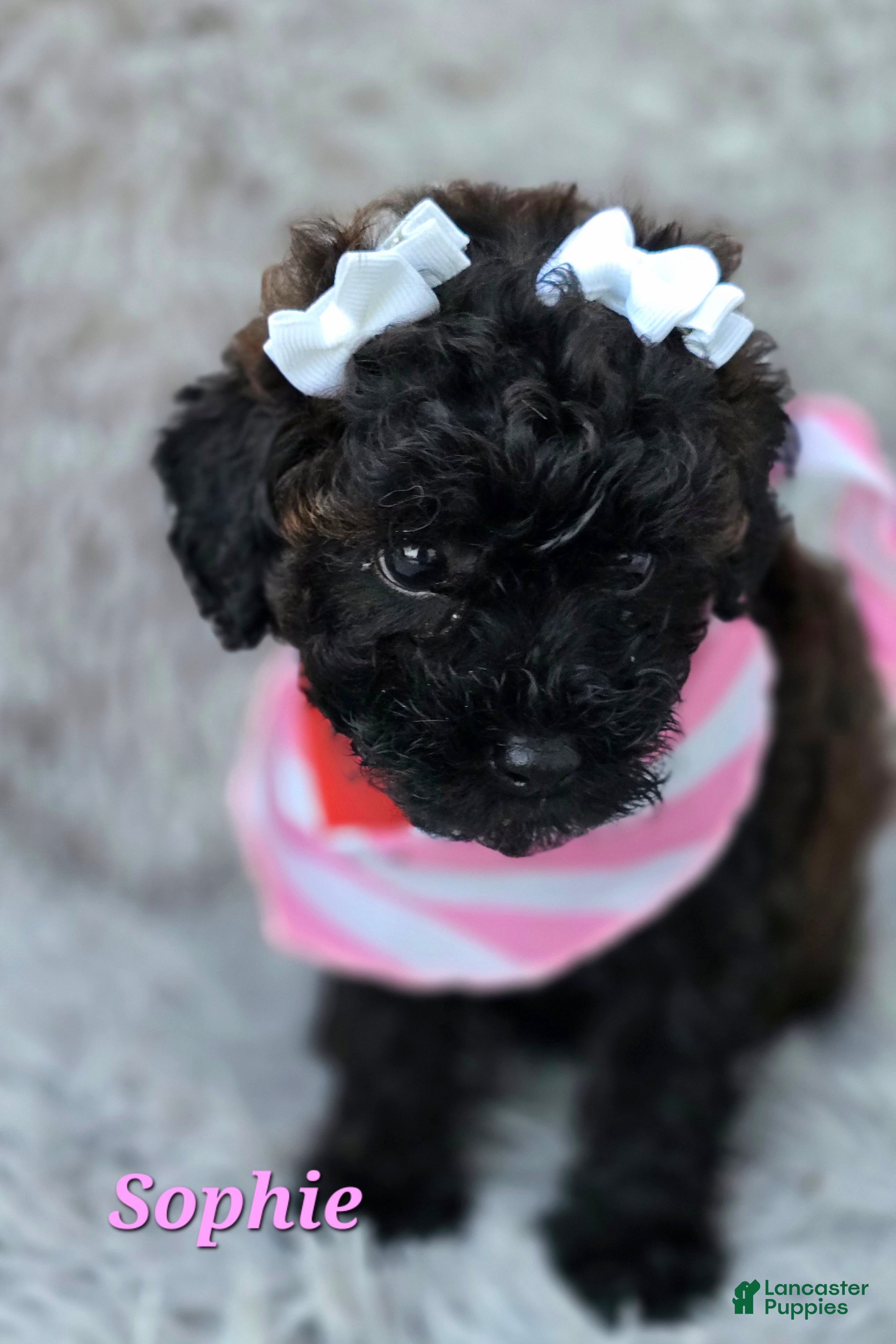 Toy Poodle dogs Sophie - Ad 1