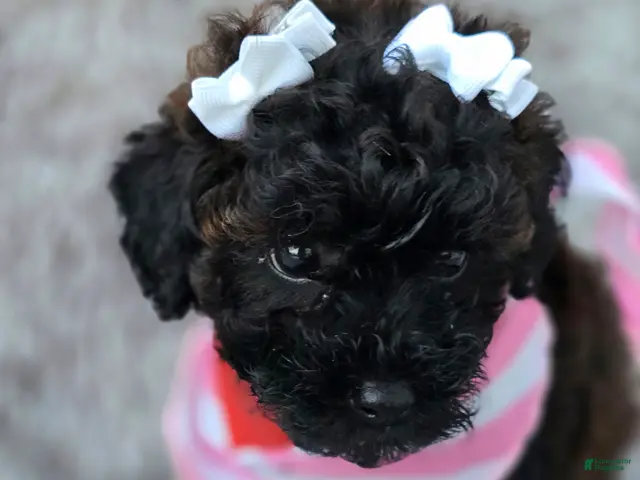 Toy Poodle dogs Sophie - Ad 1