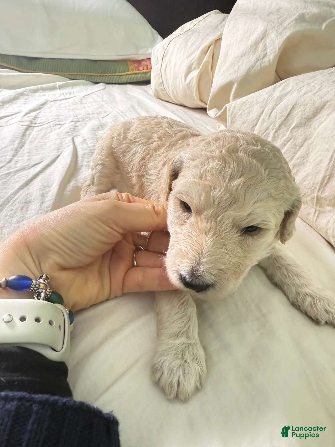 Standard Poodle dogs for sale: Standard Poodle Puppy 6 - Ad 7