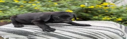 Mixed Breed dogs for sale: Georgie - Ad 11