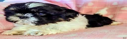 Shih Tzu dogs for sale: Sam - Ad 3