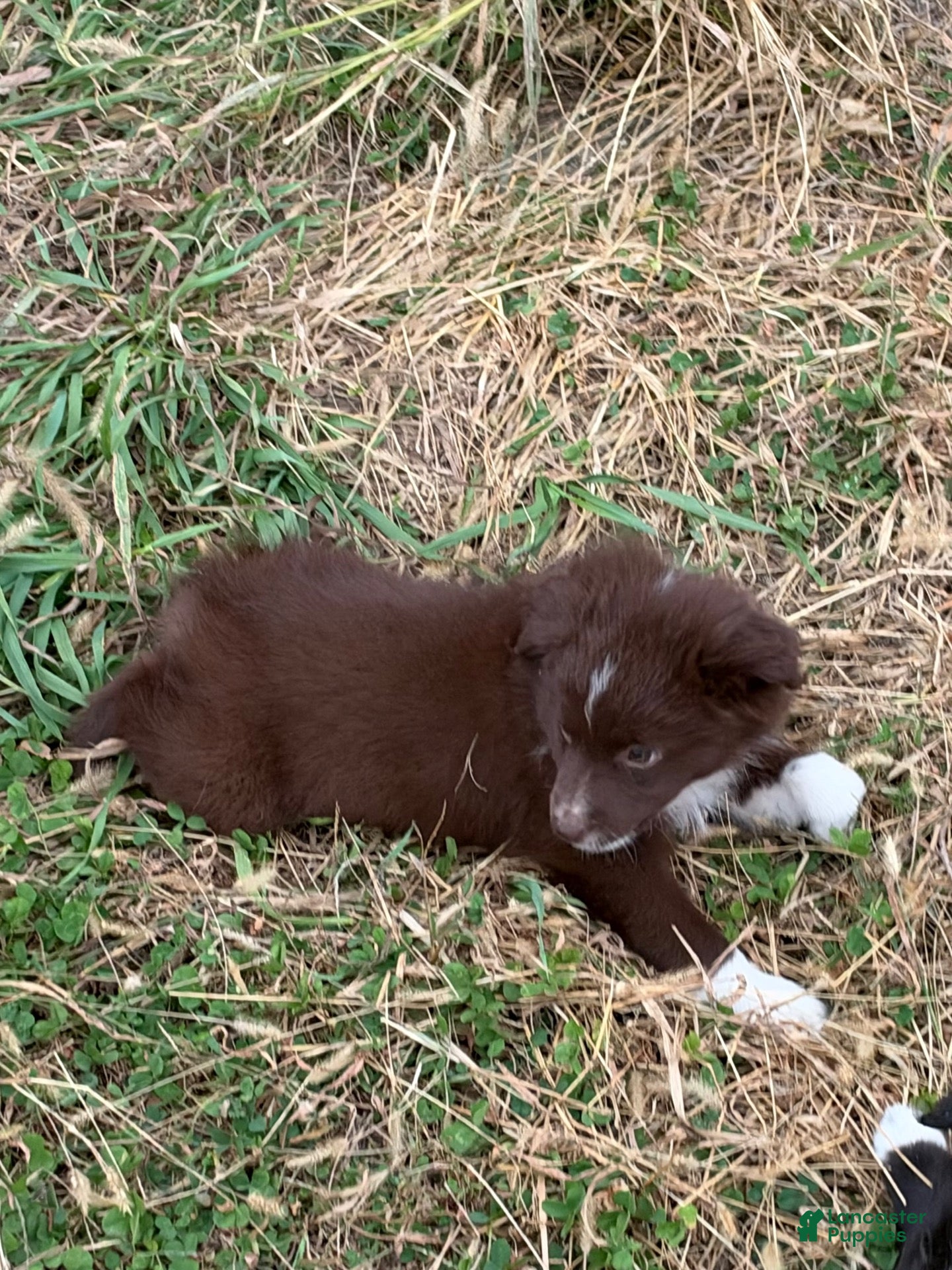 Miniature Australian Shepherd dogs for sale: Jesse - Ad 34
