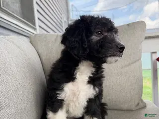 Mixed Breed dogs Elvis - Ad 19