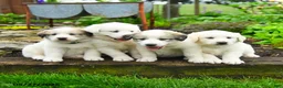 Great Pyrenees dogs for sale: Pauline - Ad 3