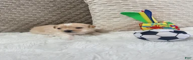 Casper 