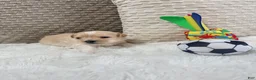 Mixed Breed dogs for sale: Casper  - Ad 1