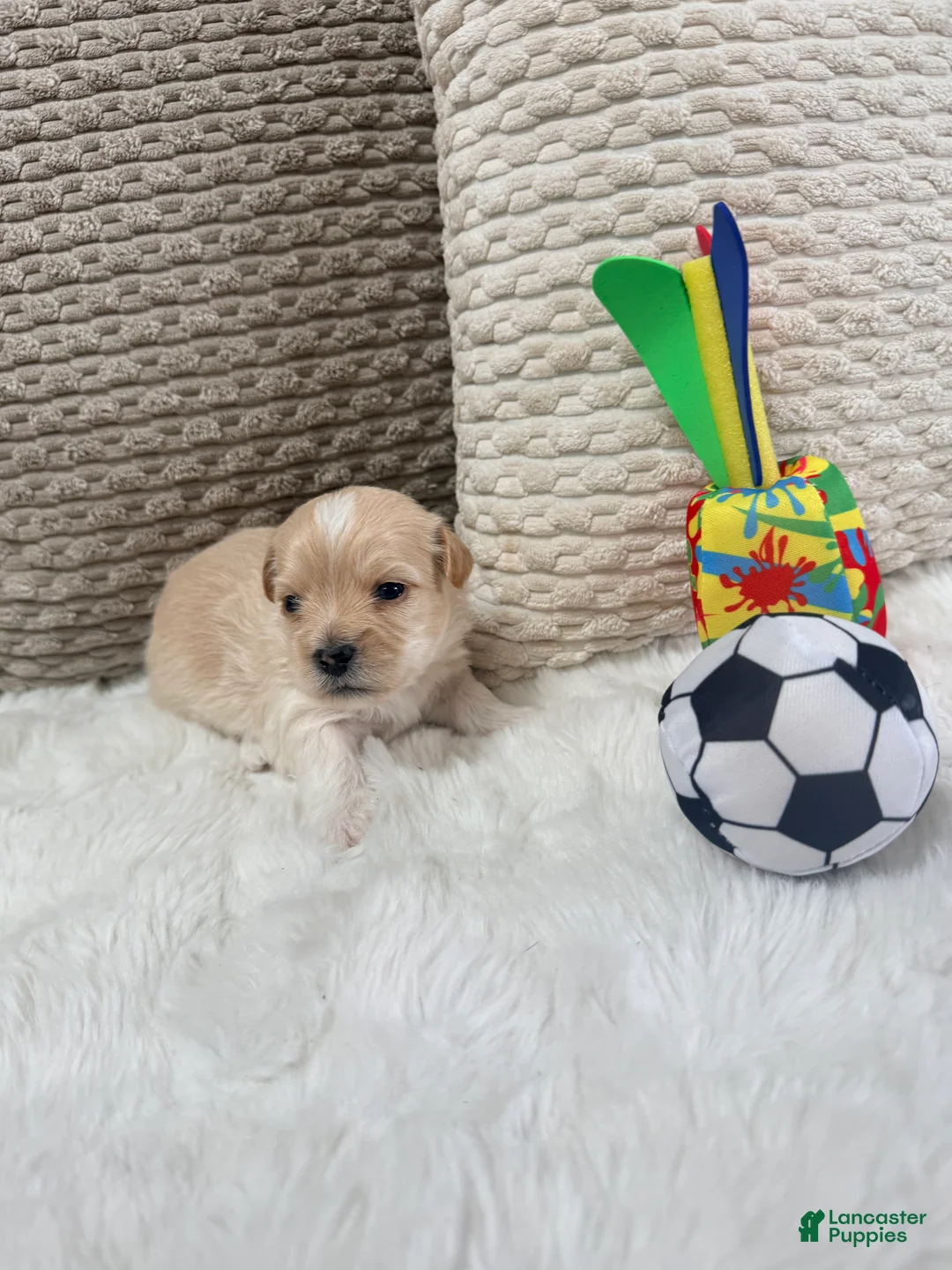 Mixed Breed dogs for sale: Casper  - Ad 1
